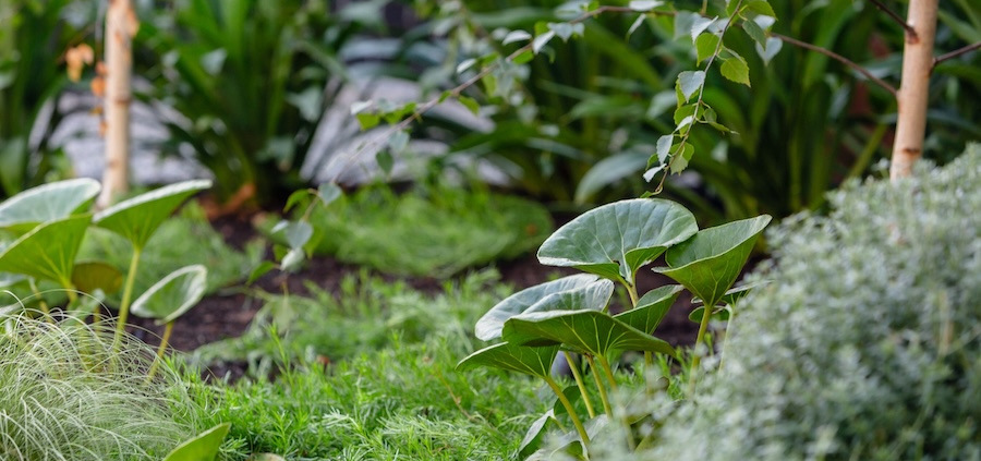 landscape design port macquarie www.signature-landscapes.com.au